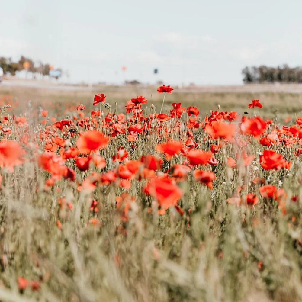 Fashion La Fabrique à sachets 1 Packet Of Seeds - Happy Valentine'S Day