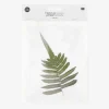 Flash Sale Rico Design Big Fern Dried Flowers